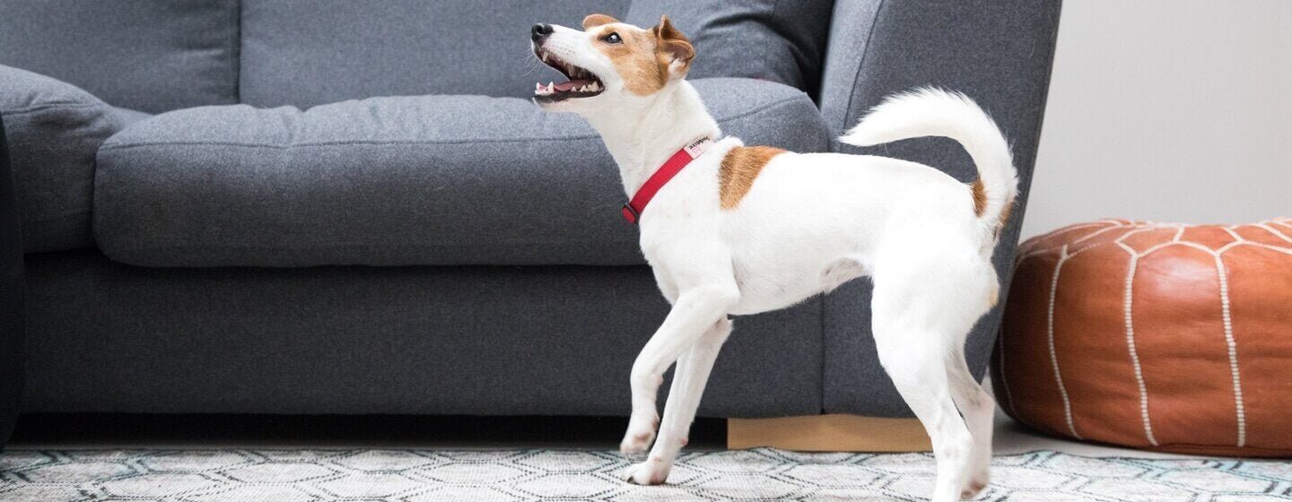 How To Deal With Excessive Dog Barking | Purina